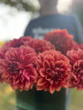 Bloomquist York Dahlia Tuber