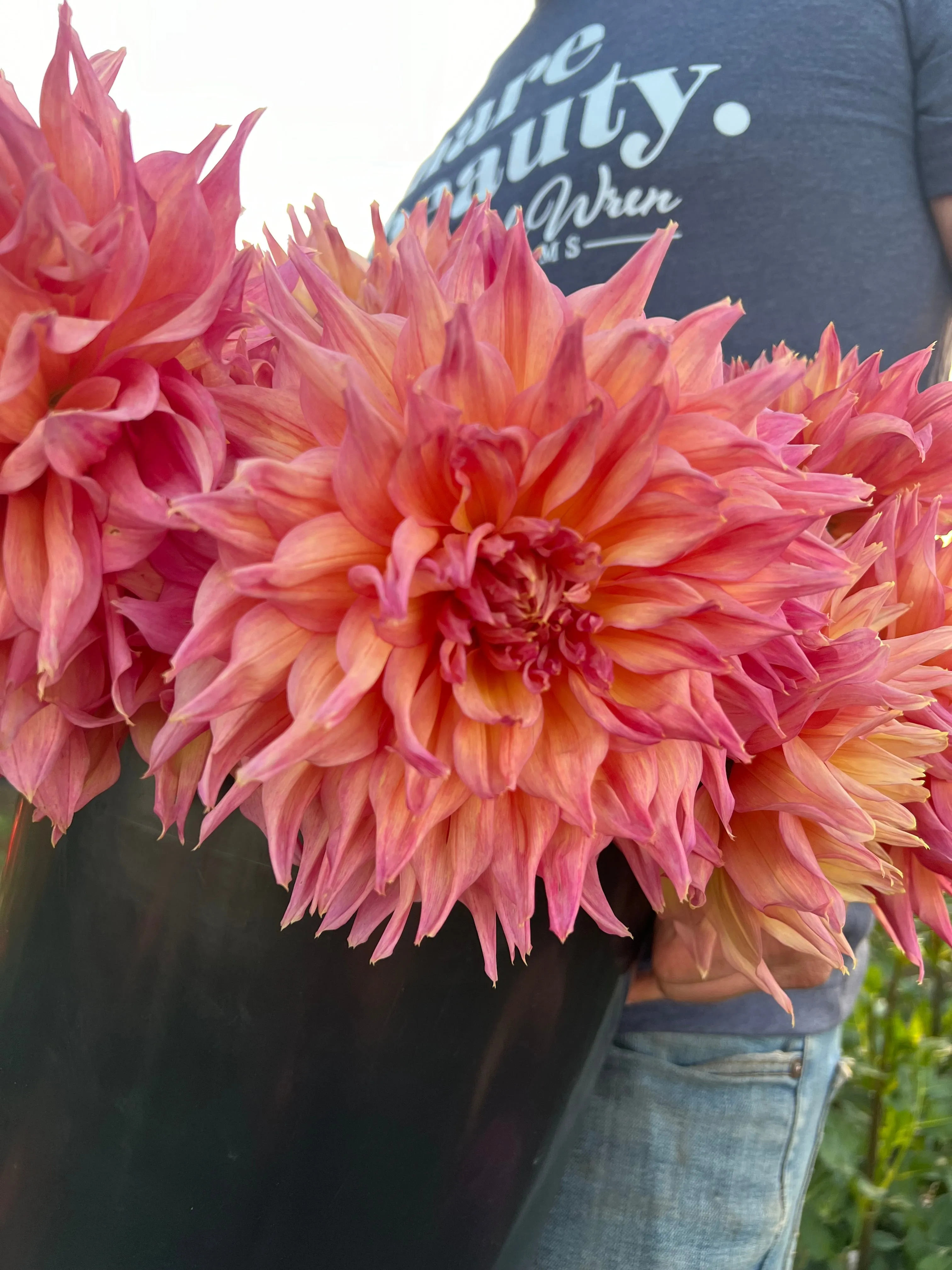 GG's Aleisha Dahlia Tuber