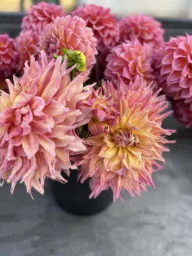 GG's Aleisha Dahlia Tuber