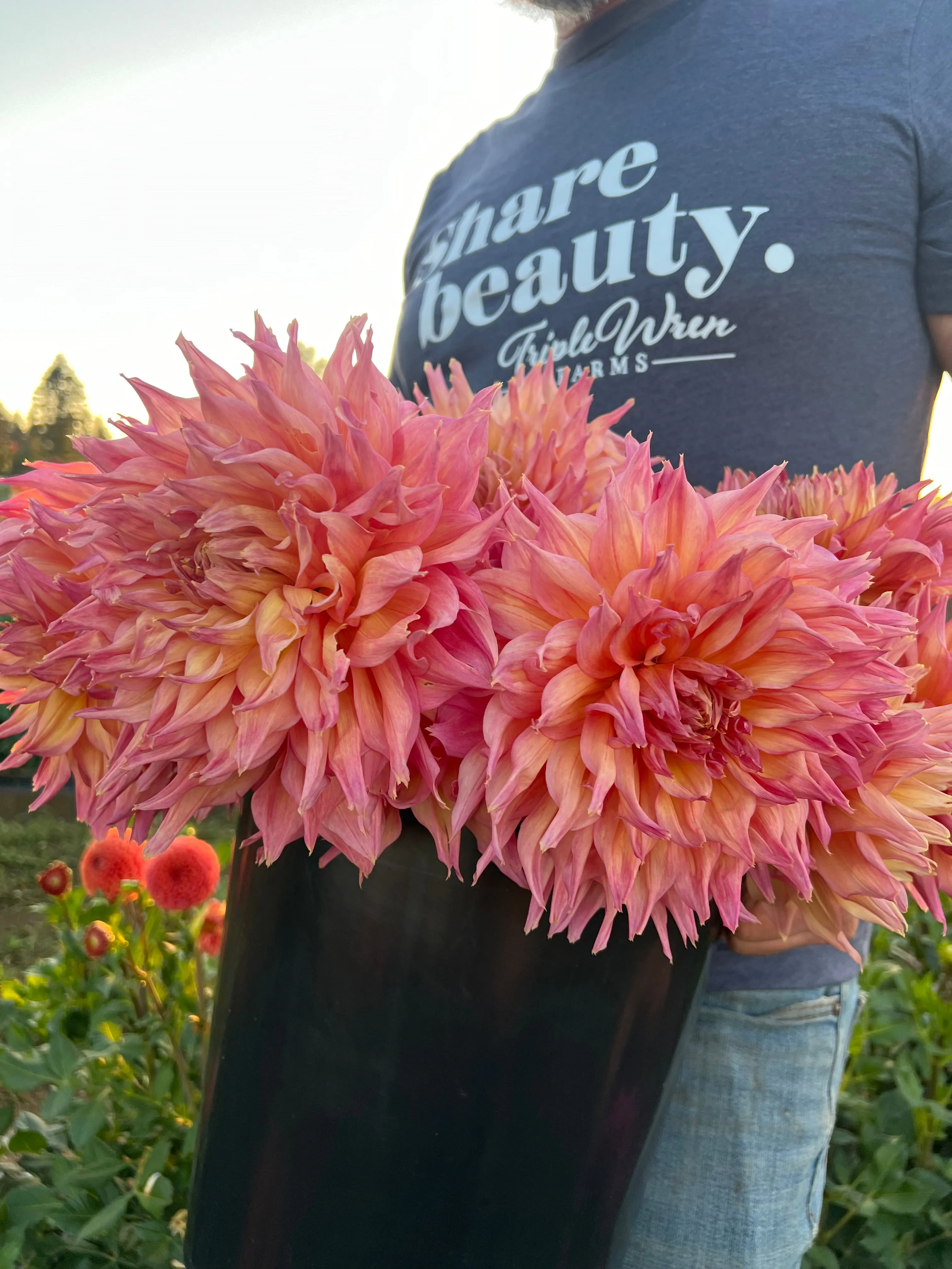 GG's Aleisha Dahlia Tuber