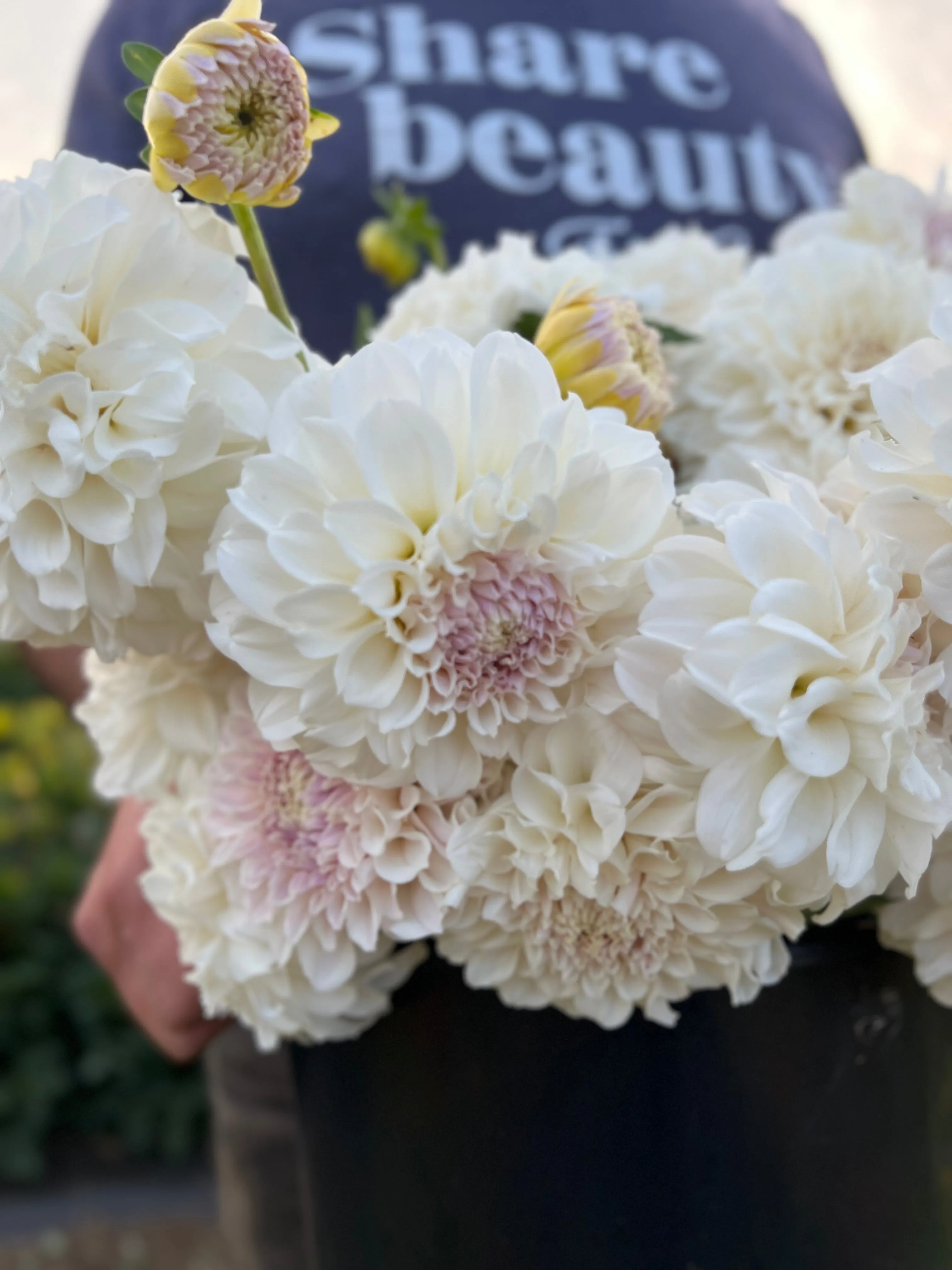 Irish Ruffles Dahlia Tuber
