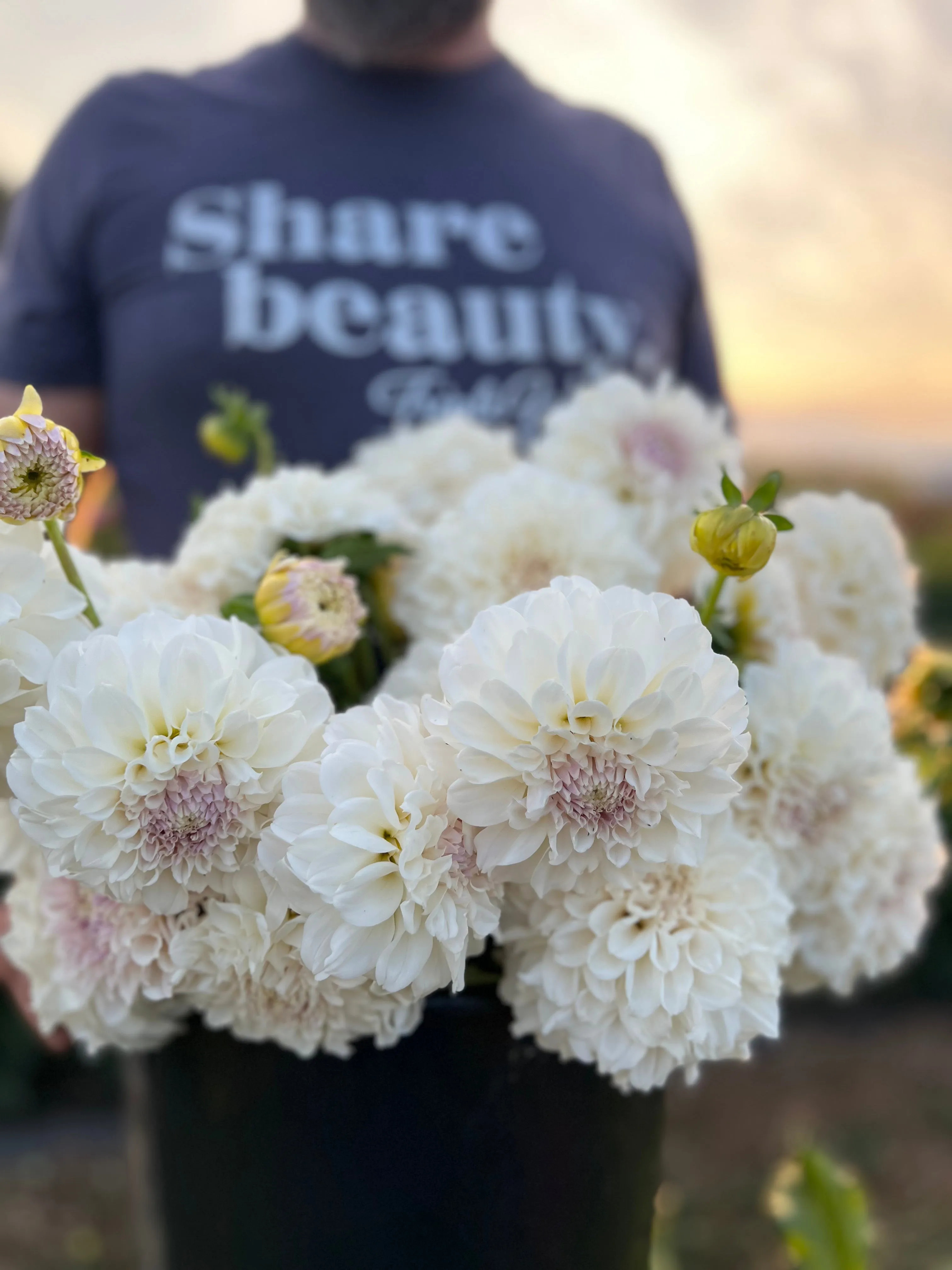 Irish Ruffles Dahlia Tuber